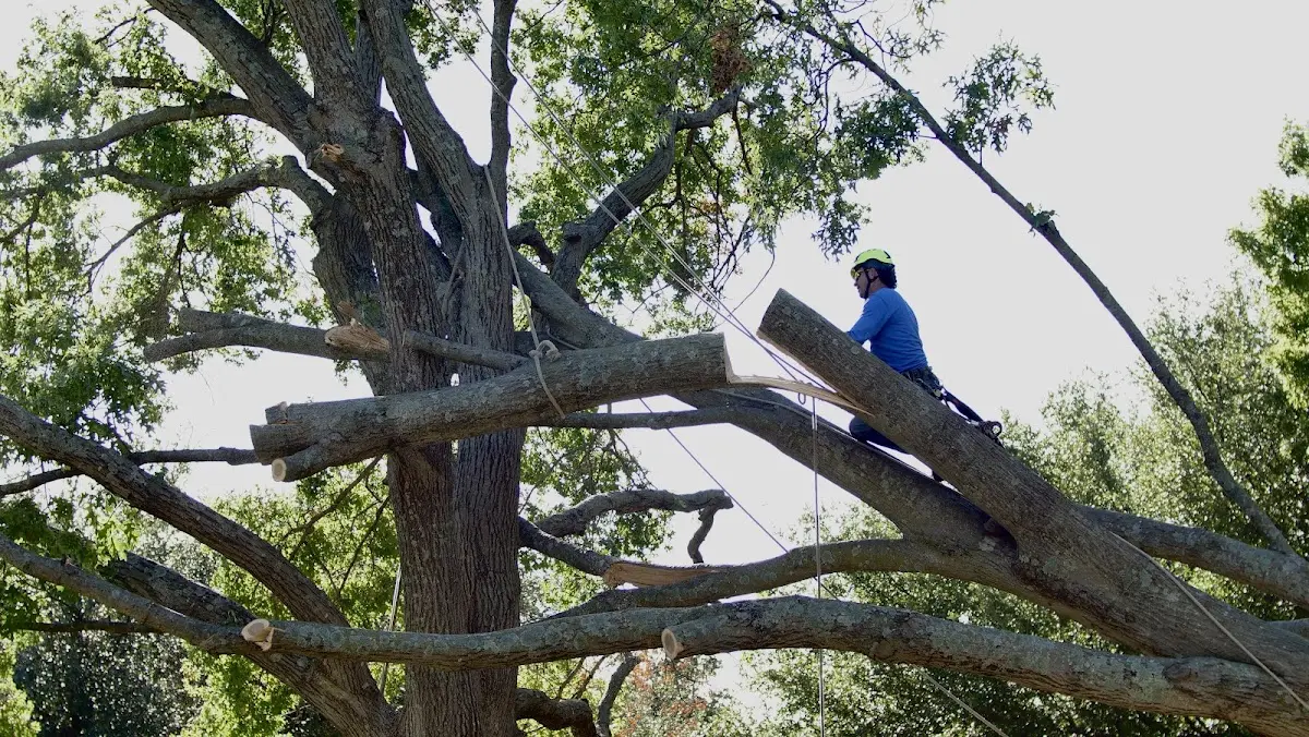 Professional Hazardous Tree Removal performed by certified arborists in Niotaze